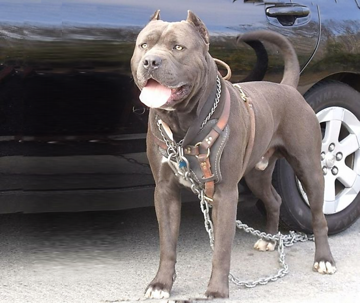 Бандог порода собак. Бэндог порода собак. Американский бандог собака. Американский бандог. Американский бандог порода.